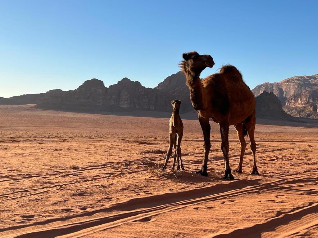 營地 Wadi Sky Tours & Camp Wadi Rum