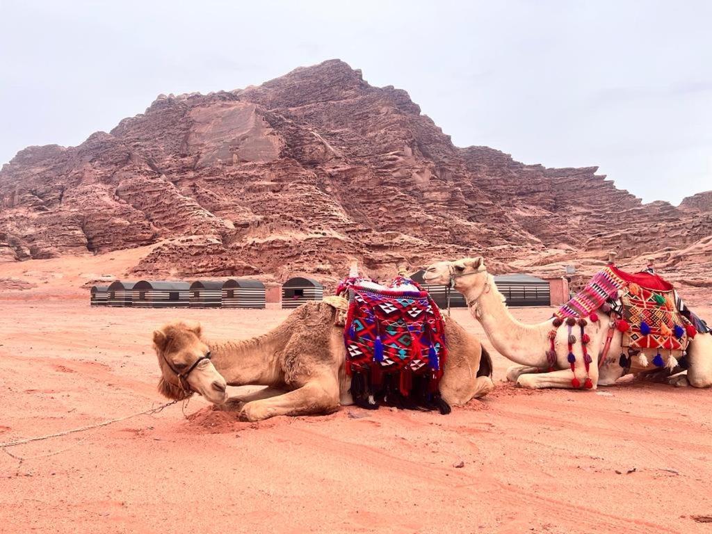 Wadi Sky Tours & Camp Campsite