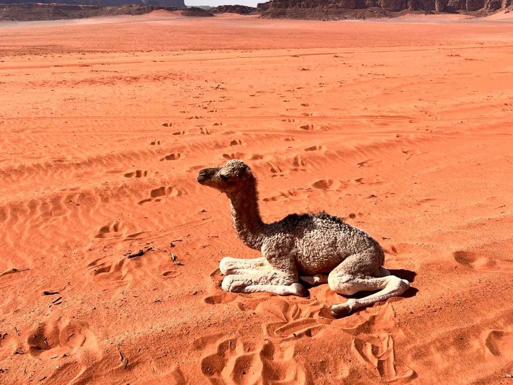 Wadi Sky Tours & Camp