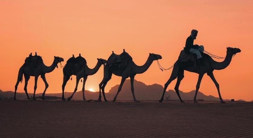 Wadi Sky Tours & Camp 營地 *